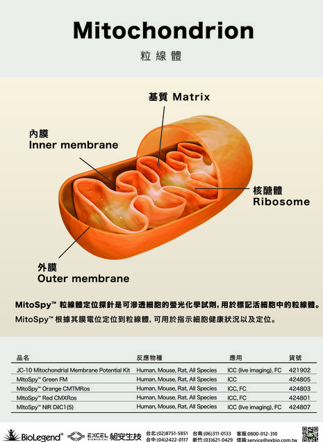 MitoSpy 系列粒腺體活細胞染劑 Mitochondrion Living Cell Dye - MitoSpy 系列粒腺體活細胞染劑 Mitochondrion Living Cell Dye