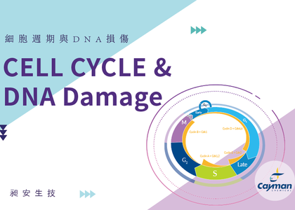 細胞週期與DNA損傷 Cell cycle and DNA damage - 細胞週期與DNA損傷 Cell cycle and DNA damage