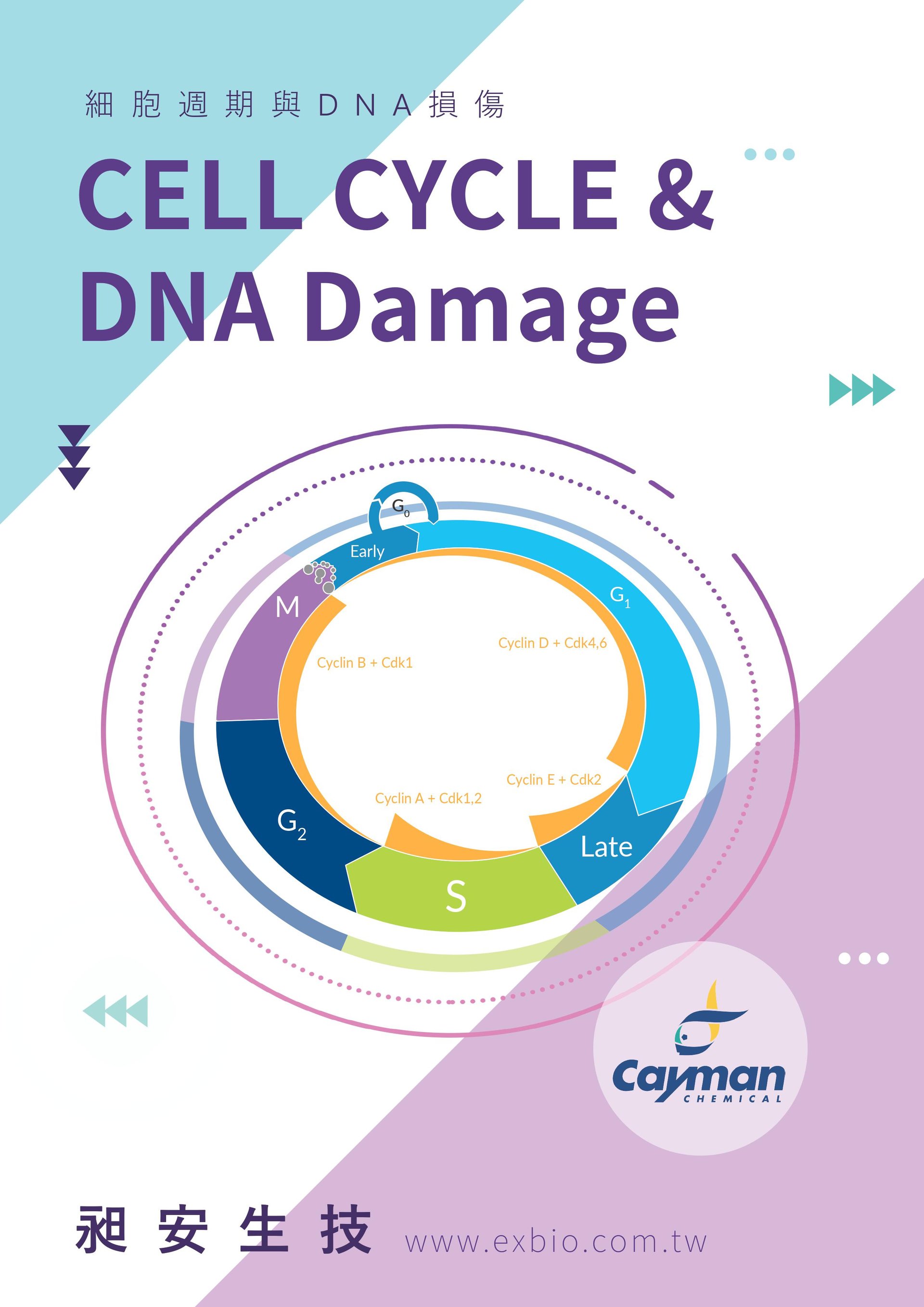 Cayman chemical Cell cycle 細胞週期