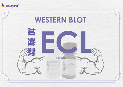 BioLegend 超靈敏 ECL， western blotting 路上不可或缺重要工具! - BioLegend 超靈敏 ECL， western blotting 路上不可或缺重要工具！