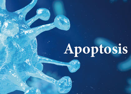 細胞凋亡 apoptosis，Annexin V、Caspase 3/7、JC-1 和 TUNEL assay kits等多種染劑與試劑盒 - Cell Apoptosis 細胞凋亡