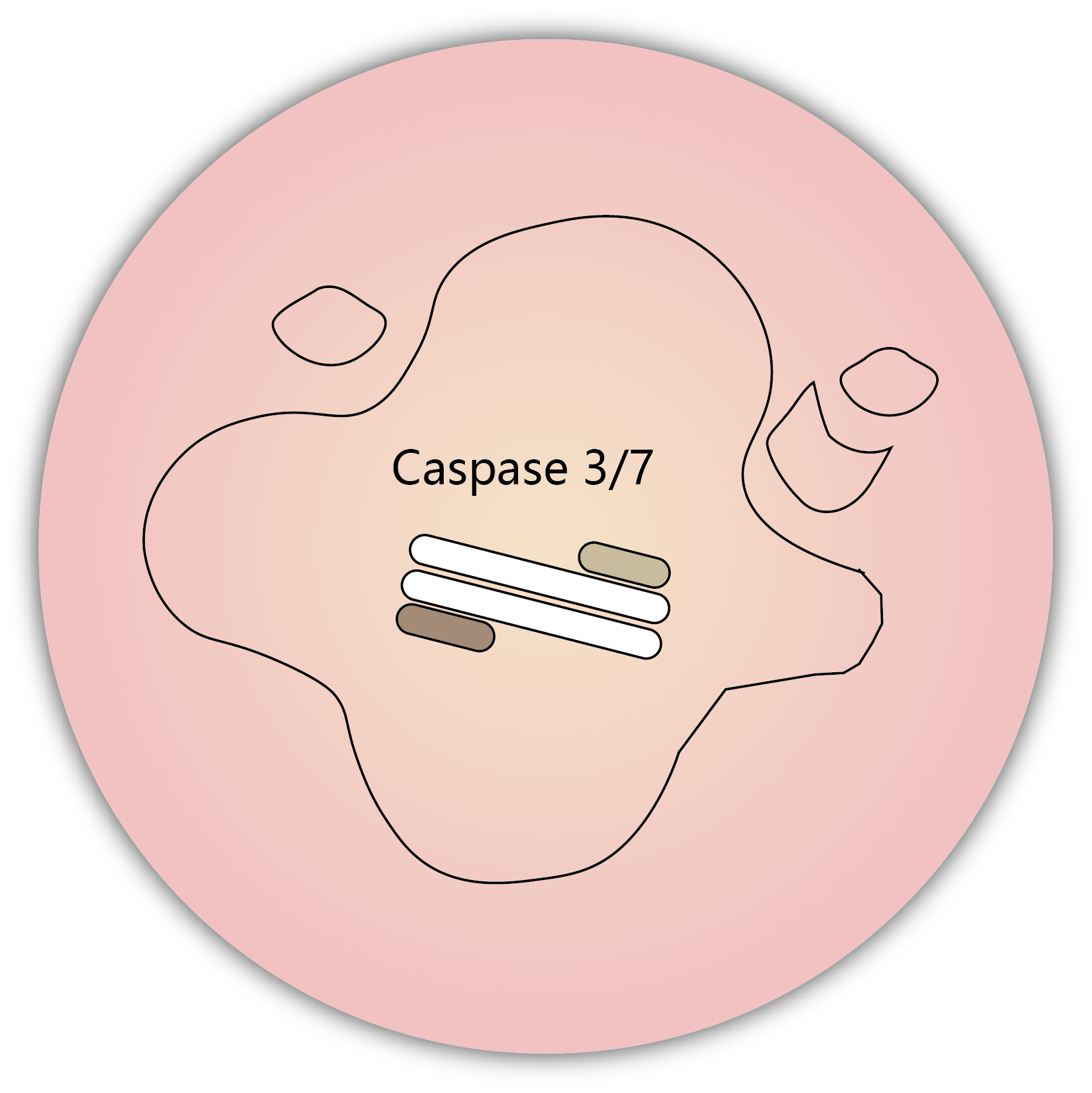 細胞凋亡 apoptosis-caspase 3/7 activation
