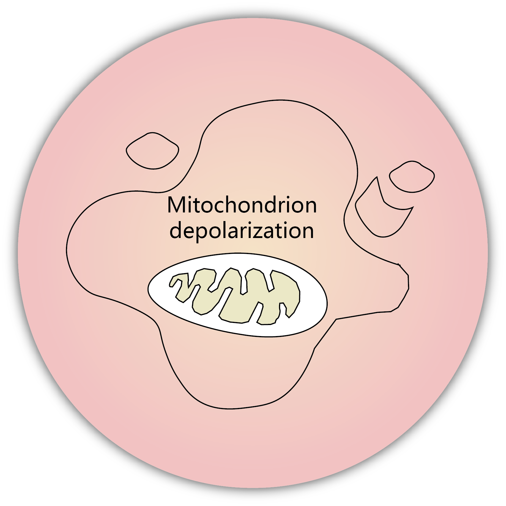 細胞凋亡 apoptosis - mitochondria depolarization