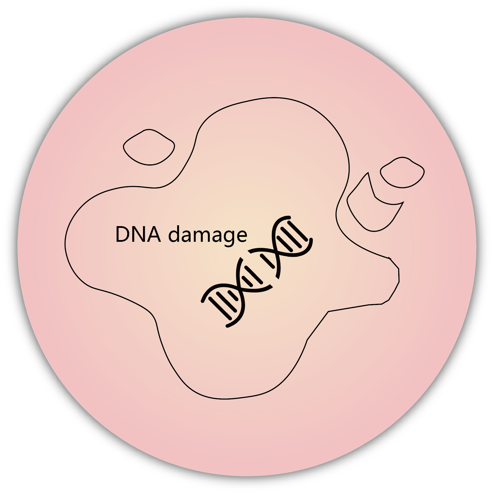 細胞凋亡 apoptosis - DNA damage