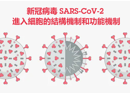 新型冠狀病毒進入細胞的結構機制和功能機制 - Abcam, 新型冠狀病毒, 新冠病毒, 治療, ACE2, CD147, TMPRSS2, Furin, 新冠病毒結構