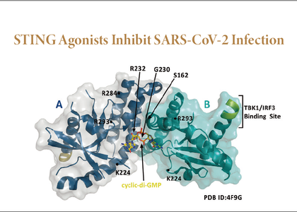 STING Agonist 抑制 SARS-CoV 2 病毒感染 - STING Agonist SARS-COV-2 Interferon cytokines cyclic GMP-AMP cGAMP cGAS cyclic GMP-AMP synthase cycl