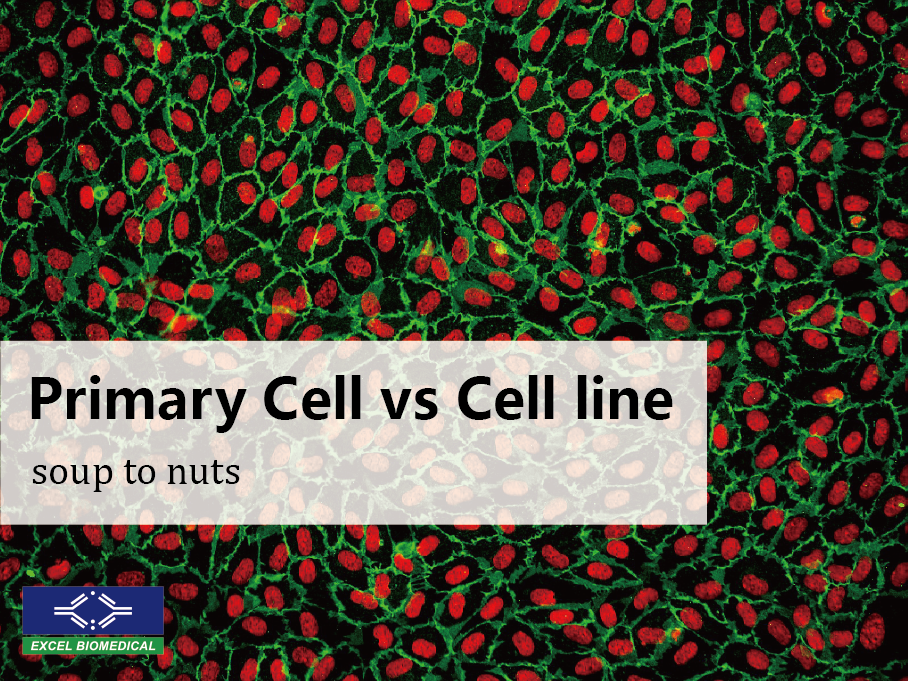 ヒト初代細胞 Human Peripheral Cell Primary Leukocyte Blood Vial CμLture Frozen 