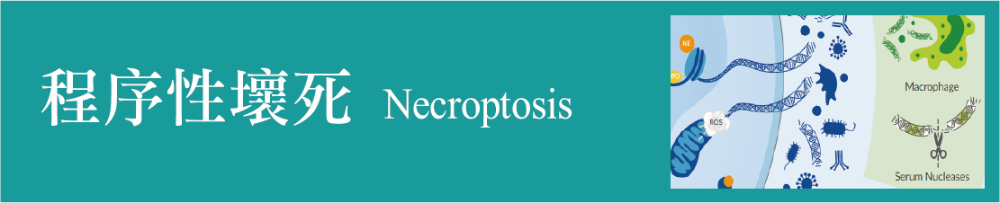 程序性壞死 necroptosis