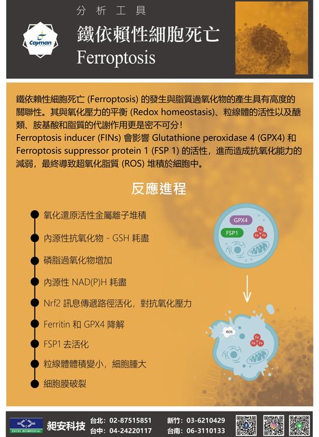 鐵依賴性細胞死亡 Ferroptosis  - 鐵依賴性細胞死亡 Ferroptosis 