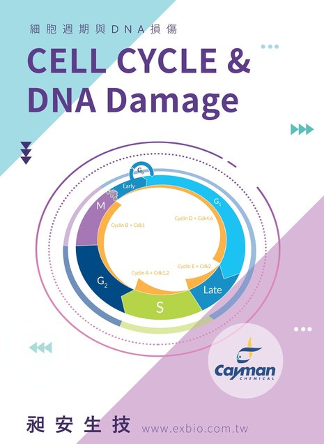 Cayman 細胞週期與DNA受損 Cell Cycle and DNA damage - Cayman 細胞週期與DNA受損 Cell Cycle and DNA damage
