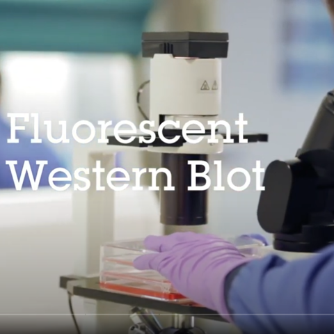 Fluorescent Western Blot video protocol (螢光西方墨點法步驟影片) - 螢光西方墨點法