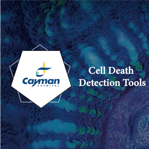 Apoptosis 細胞凋亡檢測工具該怎麼挑選？  - Cayman Cell Death Apotosis Necrosis Caspase Caspase3 annexin v caspase7