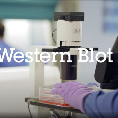 Western blot protocol video (Western blot 教學影片) - 西方墨點法教學影片 